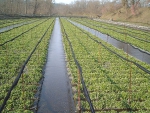 Wasabi Farm